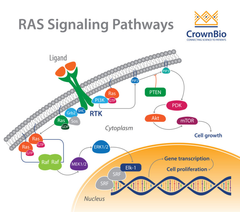 rassignalingpathways Crown Bioscience Oncology and CVMD Models