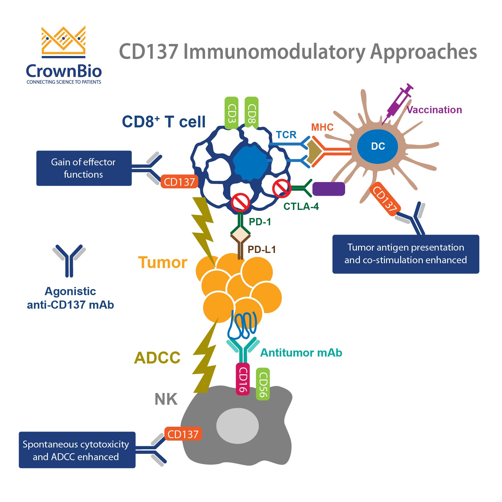 CD 137: T细胞共同刺激中的标靶