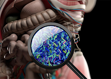 肠道微生物群的主要功能与发炎性肠道疾病的探讨
