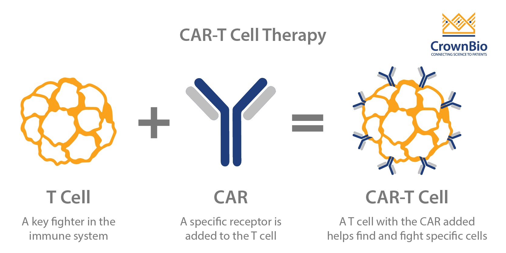 如何在临床前评估CAR-T细胞疗法
