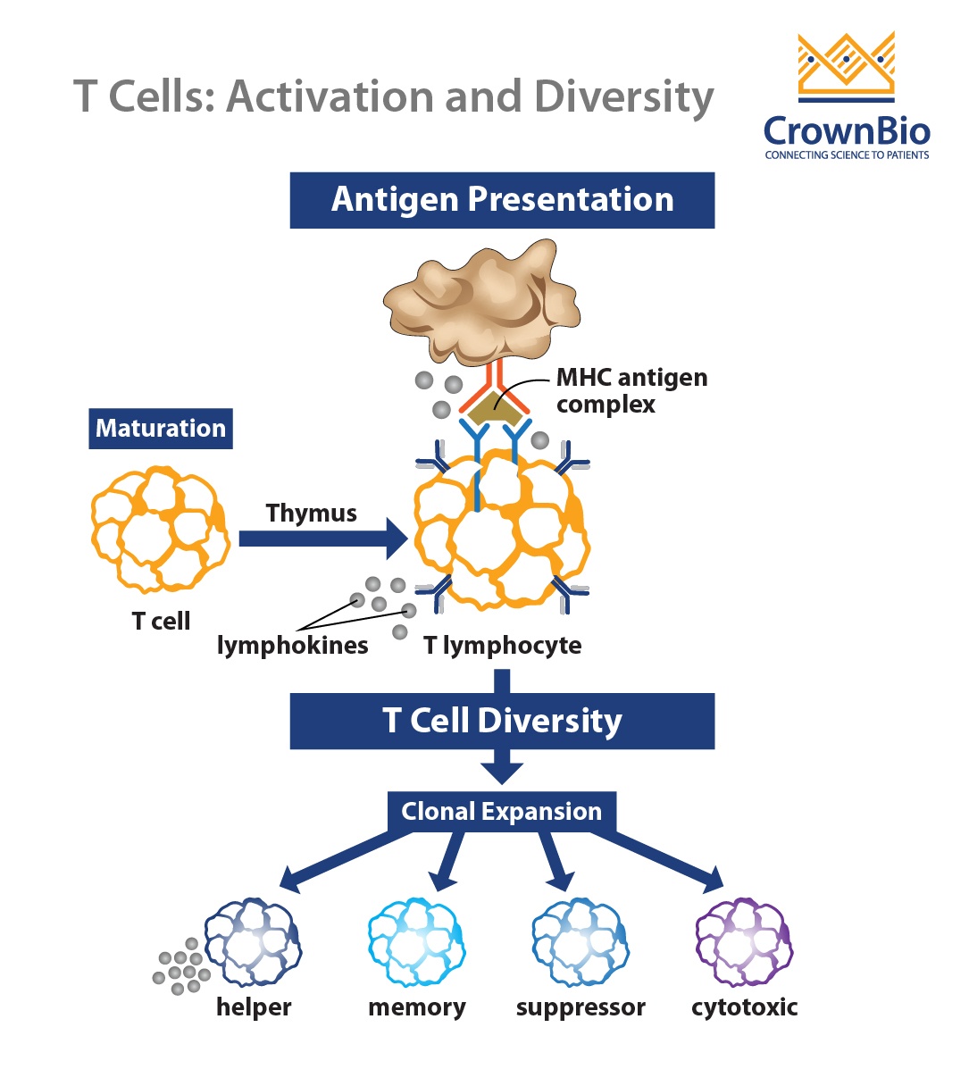 T淋巴细胞在免疫肿瘤学中的应用