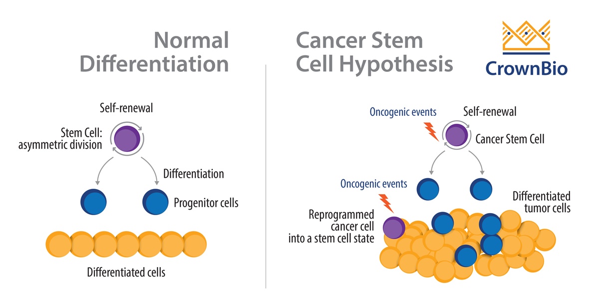 癌症干细胞是治疗的主要目标吗？