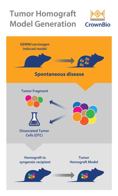 肿瘤同种异体移植模型生成：解离的肿瘤细胞与肿瘤碎片