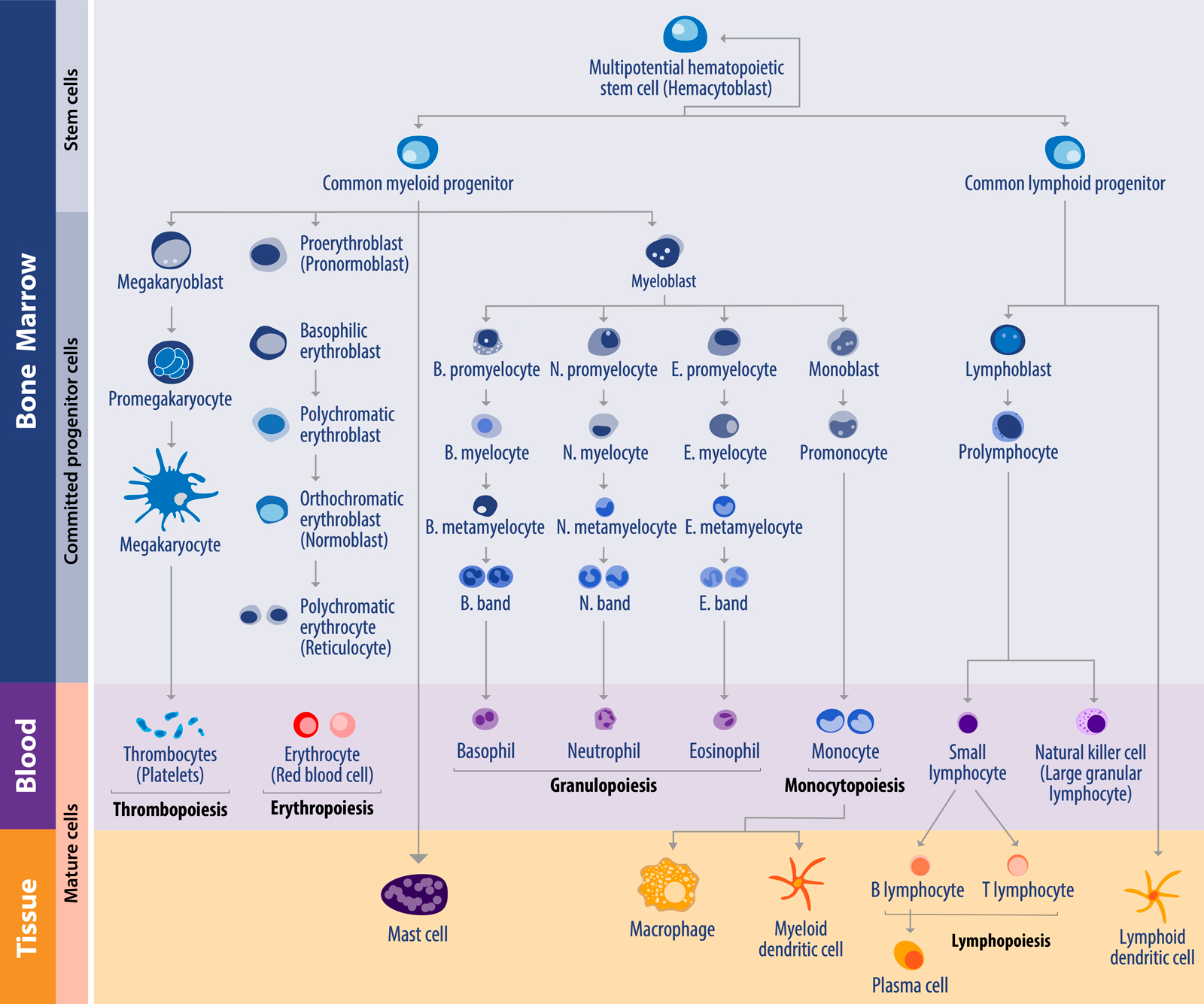 血液系统癌症的遗传异常谱
