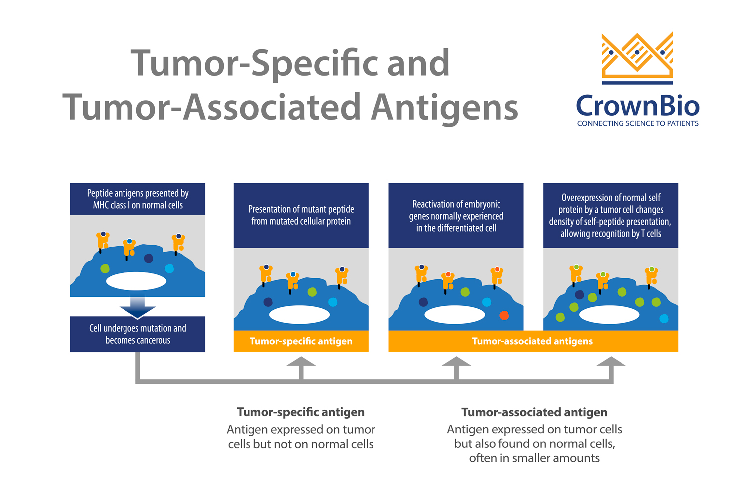 个体化过继性T细胞疗法的肿瘤抗原靶标
