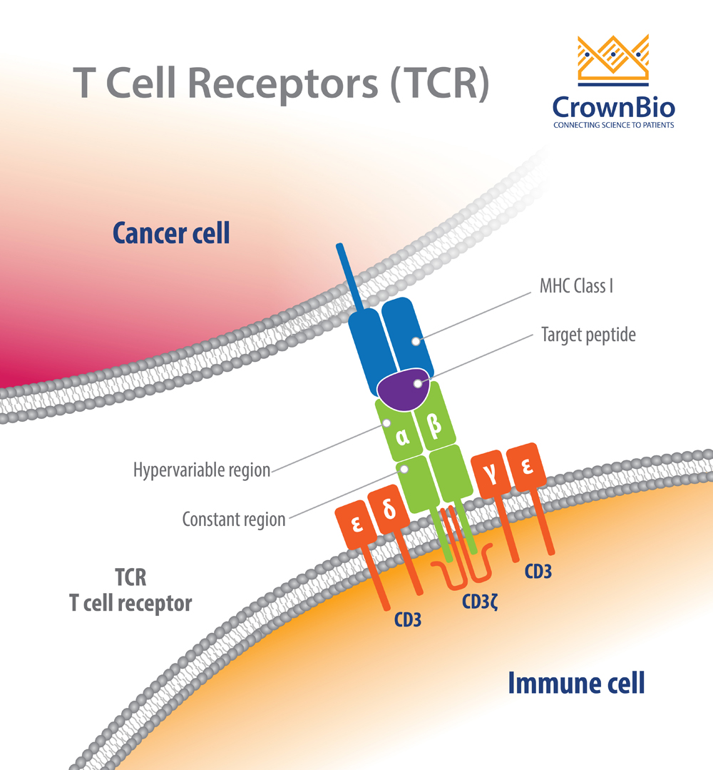 識別和分析T細胞受體