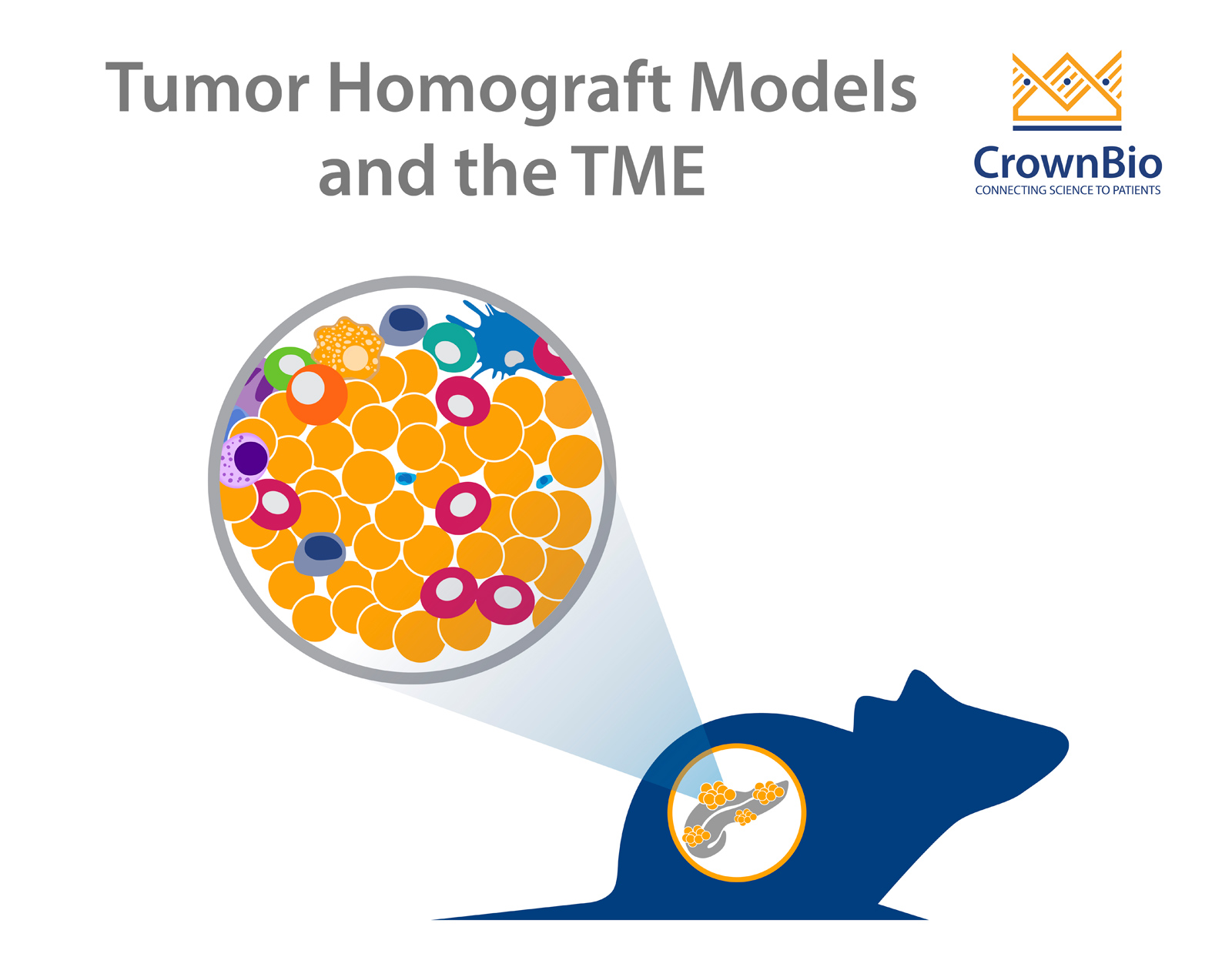 原位或皮下肿瘤同种异体移植模型？