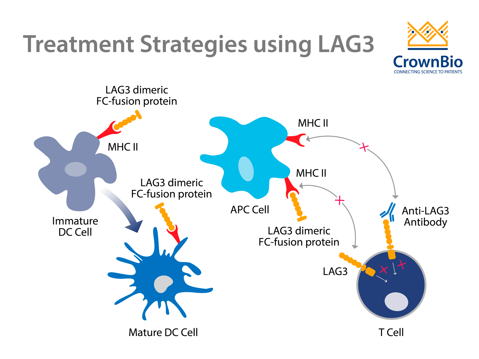 LAG3：一种有前途的新型癌症免疫治疗靶点