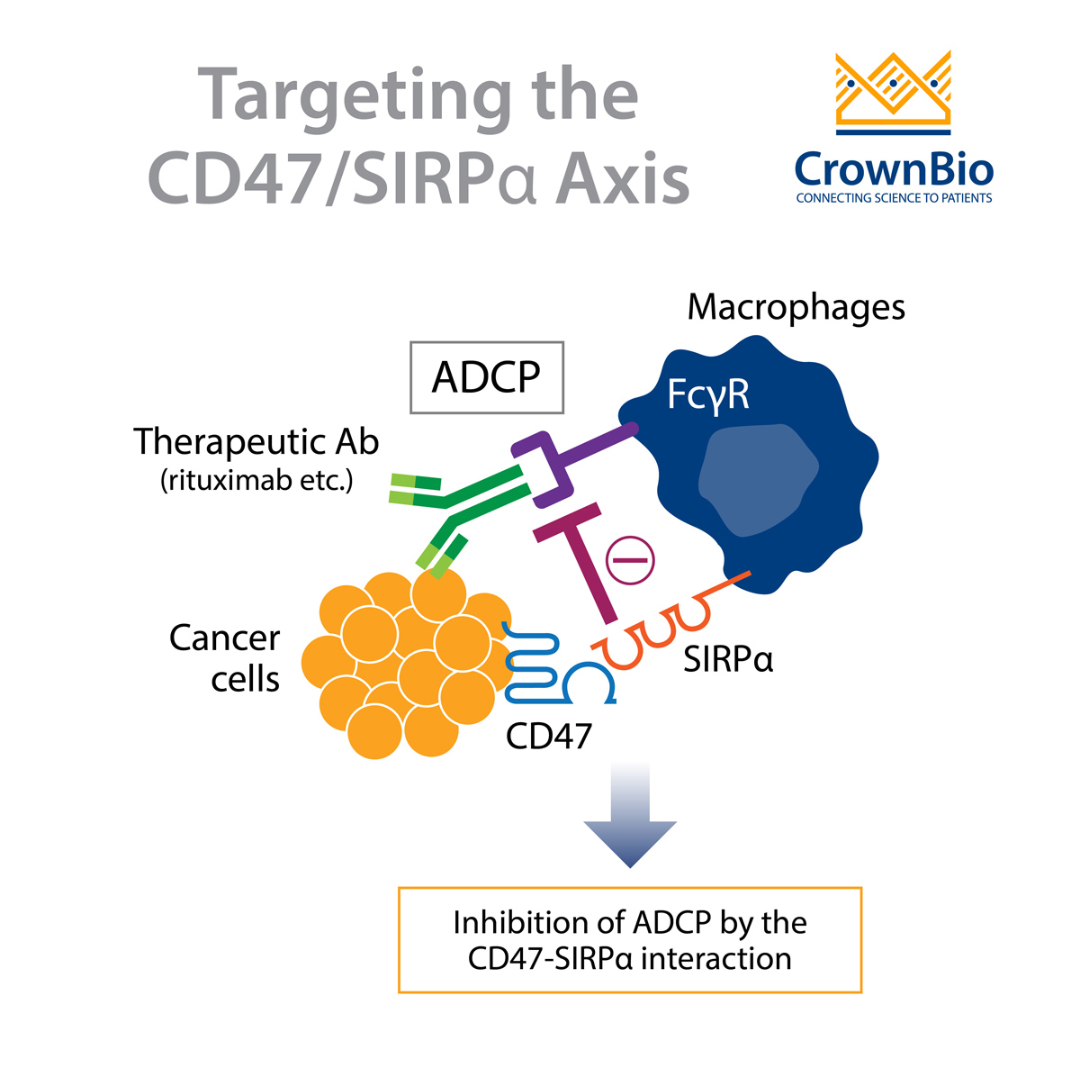 Targeting the CD47/SIRPɑ Axis in Cancer Immunotherapy
