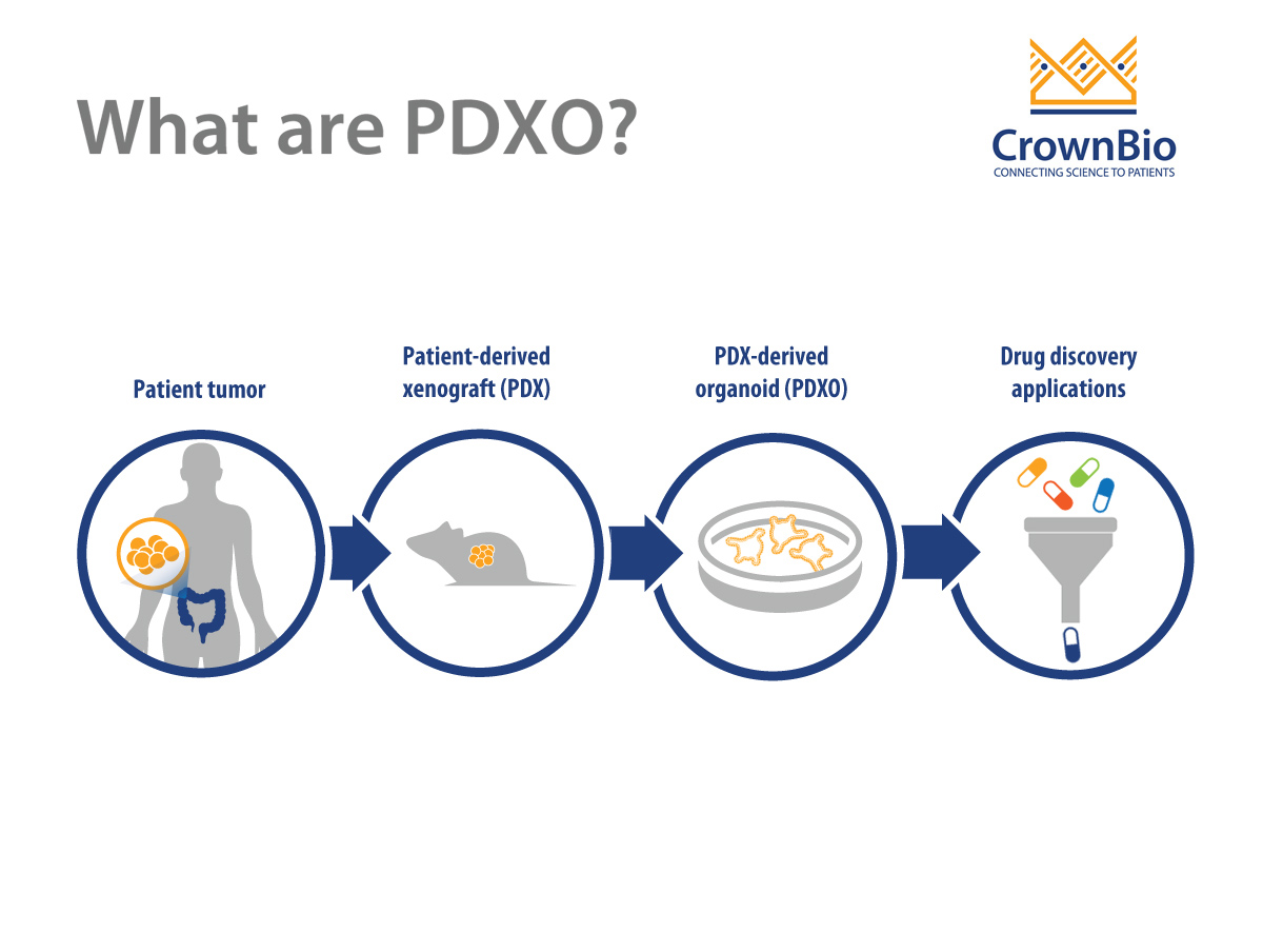 什么是PDX来源的类器官(PDXOs)?