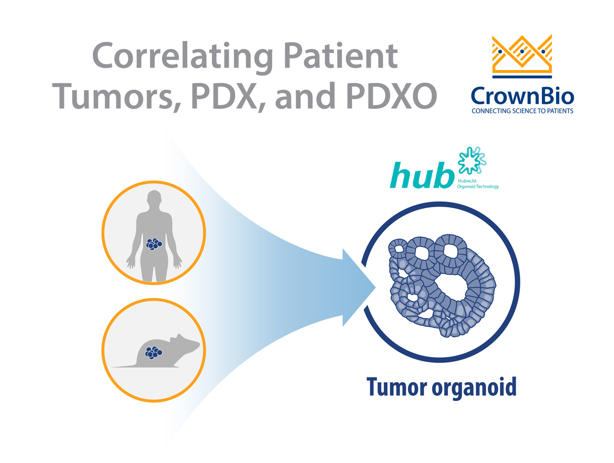 患者肿瘤、PDX和PDXO：模型相关性问答
