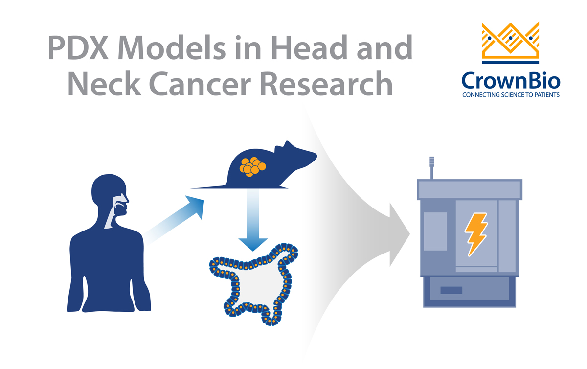 PDX模型在头颈癌研究中的优势