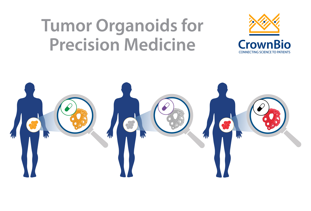 人源肿瘤类器官在精准医疗中的作用