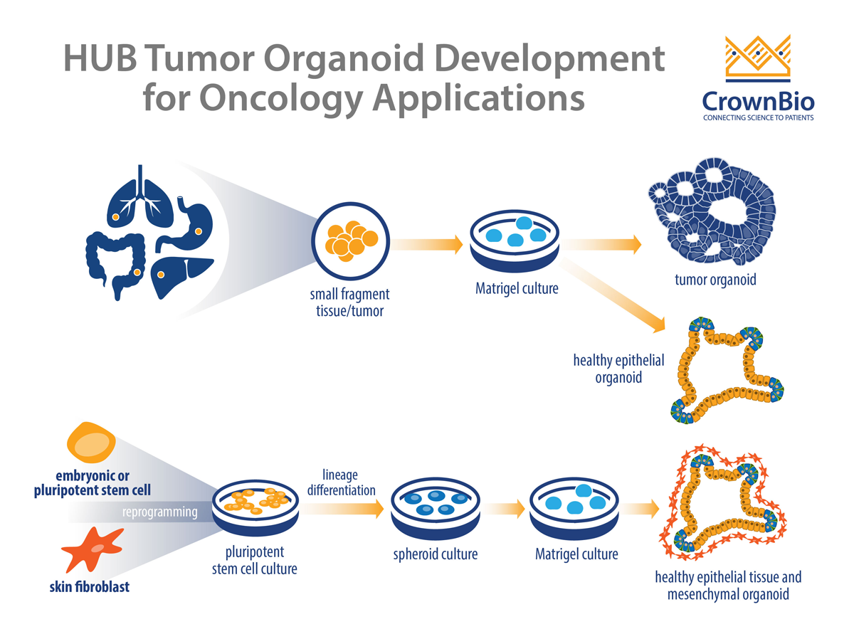 HUB 技术：唯一可用于肿瘤药物发现的肿瘤类器官平台