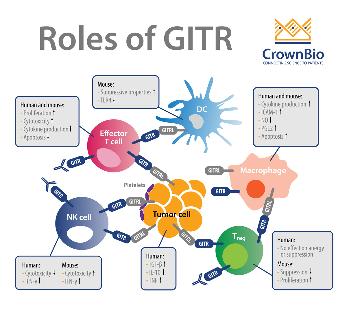 GITR激动剂在联合用药策略中用作替代I/O候选药物的重要性日益上升