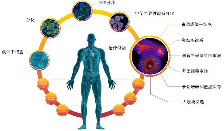 generating-patient-derived-organoids-a-comprehensive-approach